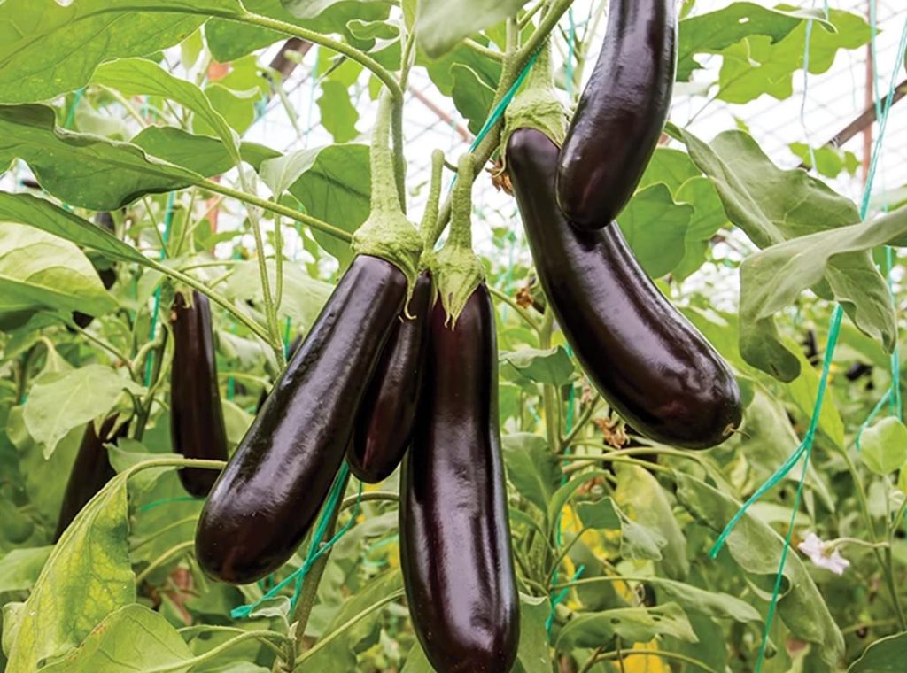 eggplant 2