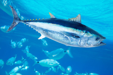 tuna fish img